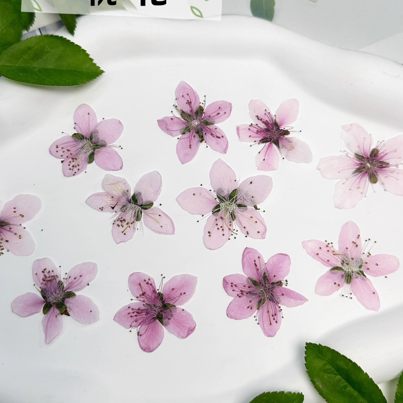 12 pièces, Fleurs de pêcher na - Case Fans avis et prix