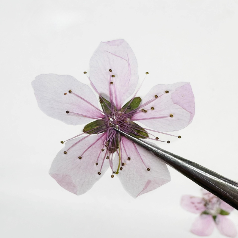12 pièces, Fleurs de pêcher na - Case Fans avis et prix